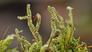 Attēlu rezultāti vaicājumam “Porella cordaeana”