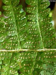 Attēlu rezultāti vaicājumam “Polystichum braunii”