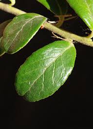 Attēlu rezultāti vaicājumam “Vaccinium vitis-idaea leaf”