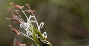 Attēlu rezultāti vaicājumam “Anthoxanthum odoratum flower”