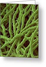 Attēlu rezultāti vaicājumam “Antrodia malicola”