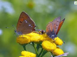 Attēlu rezultāti vaicājumam “Lycaena virgaureae underside”