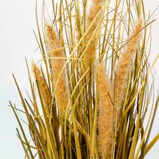 Attēlu rezultāti vaicājumam “Gramineae”