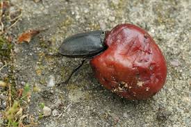 Attēlu rezultāti vaicājumam “Dorcus parallelopipedus”