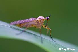 Attēlu rezultāti vaicājumam “Empididae”