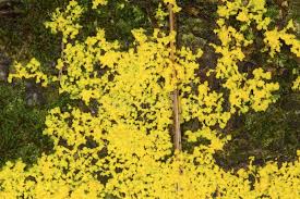 Attēlu rezultāti vaicājumam “Physarum virescens young”