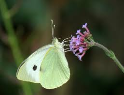 Attēlu rezultāti vaicājumam “Pieris brassicae underside”