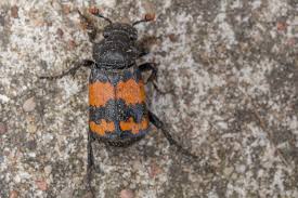 Attēlu rezultāti vaicājumam “Nicrophorus investigator imago”