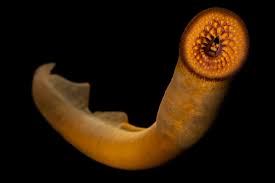 Image result for Petromyzon marinus