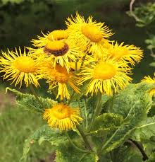 Image result for Telekia speciosa