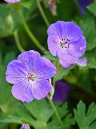 Image result for Storchschnäbel