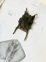 Image result for Raja montagui