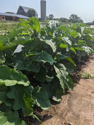 Afbeeldingsresultaat voor bianca a uovo eggplant