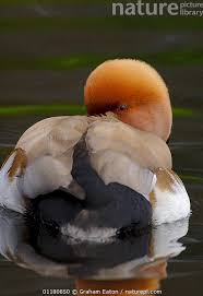 Image result for Netta rufina