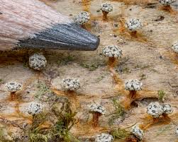 Attēlu rezultāti vaicājumam “Diderma rufostriatum sessile”