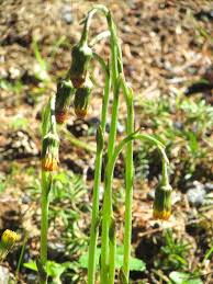 Attēlu rezultāti vaicājumam “Tussilago farfara flower”