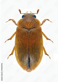 Attēlu rezultāti vaicājumam “Byturidae”