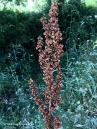 Attēlu rezultāti vaicājumam “Rumex obtusifolius flower”