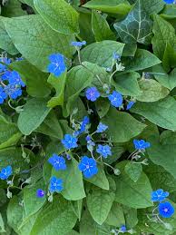 Attēlu rezultāti vaicājumam “Omphalodes verna leaf”