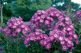 Attēlu rezultāti vaicājumam “Phlox paniculata”