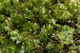 Attēlu rezultāti vaicājumam “Bryum moravicum”