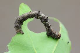 Attēlu rezultāti vaicājumam “Phigalia pilosaria”