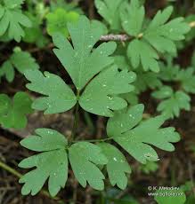 Attēlu rezultāti vaicājumam “Adoxa moschatellina”