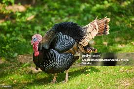 Attēlu rezultāti vaicājumam “Meleagris male”