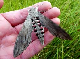 Attēlu rezultāti vaicājumam “Agrius convolvuli”