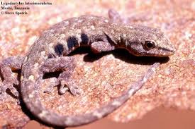 Attēlu rezultāti vaicājumam “Lycogala irregulare sessile”