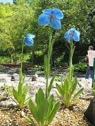 Image result for Scheinmohn