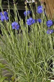 Image result for Centaurea cyanus