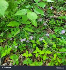 Attēlu rezultāti vaicājumam “Circaea alpina leaf”