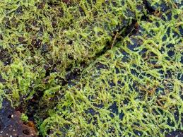 Attēlu rezultāti vaicājumam “Nowellia curvifolia sporophyte”