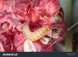 Attēlu rezultāti vaicājumam “Byturus tomentosus”