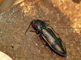 Attēlu rezultāti vaicājumam “Selatosomus cruciatus”