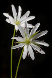 Attēlu rezultāti vaicājumam “Stellaria graminea”