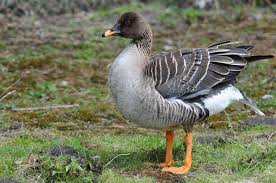 Image result for Anser fabalis