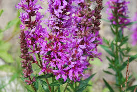 Image result for Lythrum salicaria