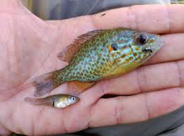 Image result for Lepomis gibbosus