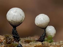 Attēlu rezultāti vaicājumam “Physarum cf. diderma macro”