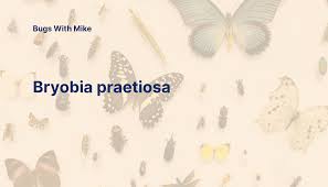 Attēlu rezultāti vaicājumam “Bryobia praetiosa”