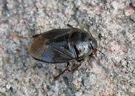 Attēlu rezultāti vaicājumam “Cydnidae”