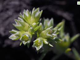 Attēlu rezultāti vaicājumam “Scleranthus annuus flower”