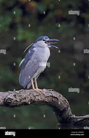 Attēlu rezultāti vaicājumam “Nycticorax nycticorax adult”