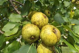 Attēlu rezultāti vaicājumam “Pyrus pyraster fruit”