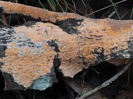 Attēlu rezultāti vaicājumam “Peniophora laurentii”