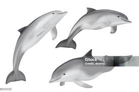 Image result for Tursiops truncatus