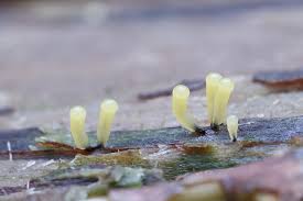 Attēlu rezultāti vaicājumam “Comatricha tenerrima macro”