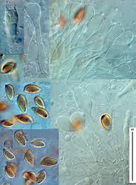 Attēlu rezultāti vaicājumam “Pachyphloeus melanoxanthus”